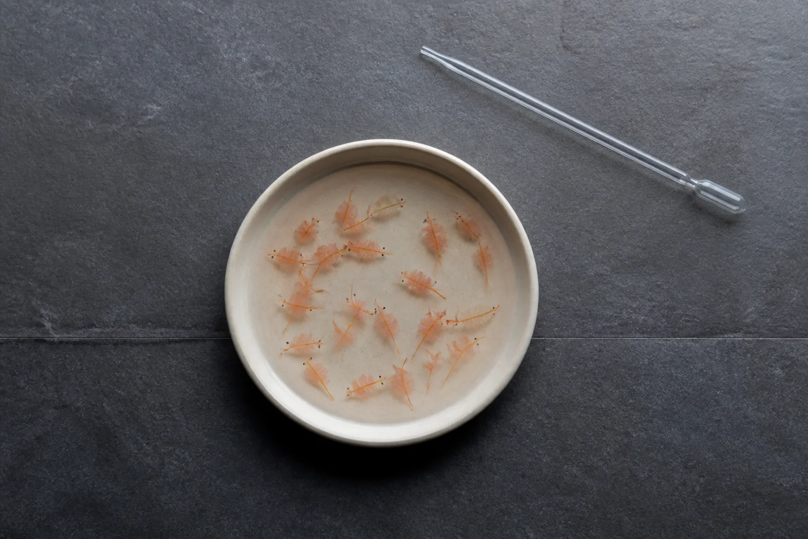 A small dish holding thawed brine shrimp in clear water with a pipette resting beside it
