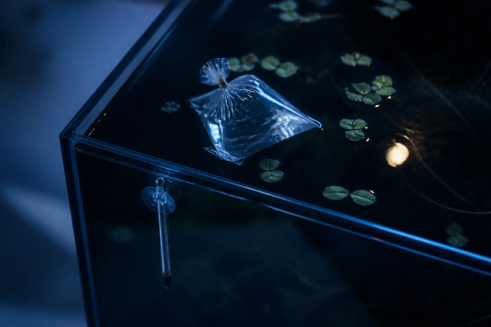 A sealed bag of water floating in an aquarium beside a glass thermometer