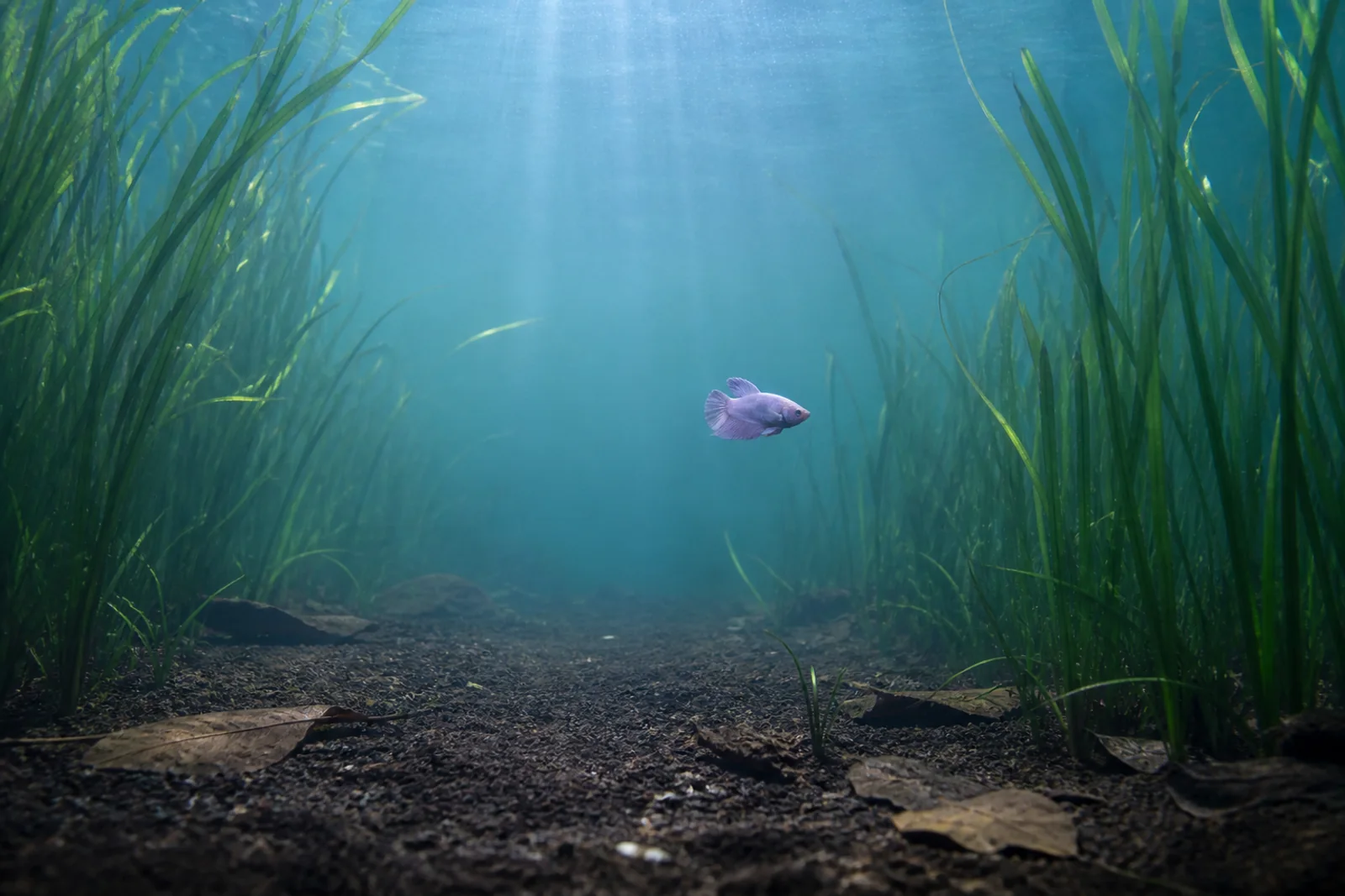 A betta swimming in the open mid-water of a planted aquarium with no food present