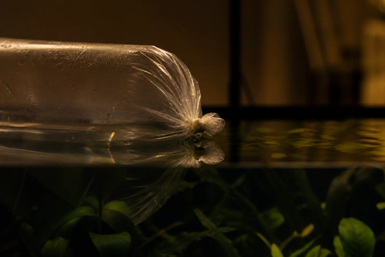 A sealed transport bag floating on the surface of a dimly lit planted aquarium