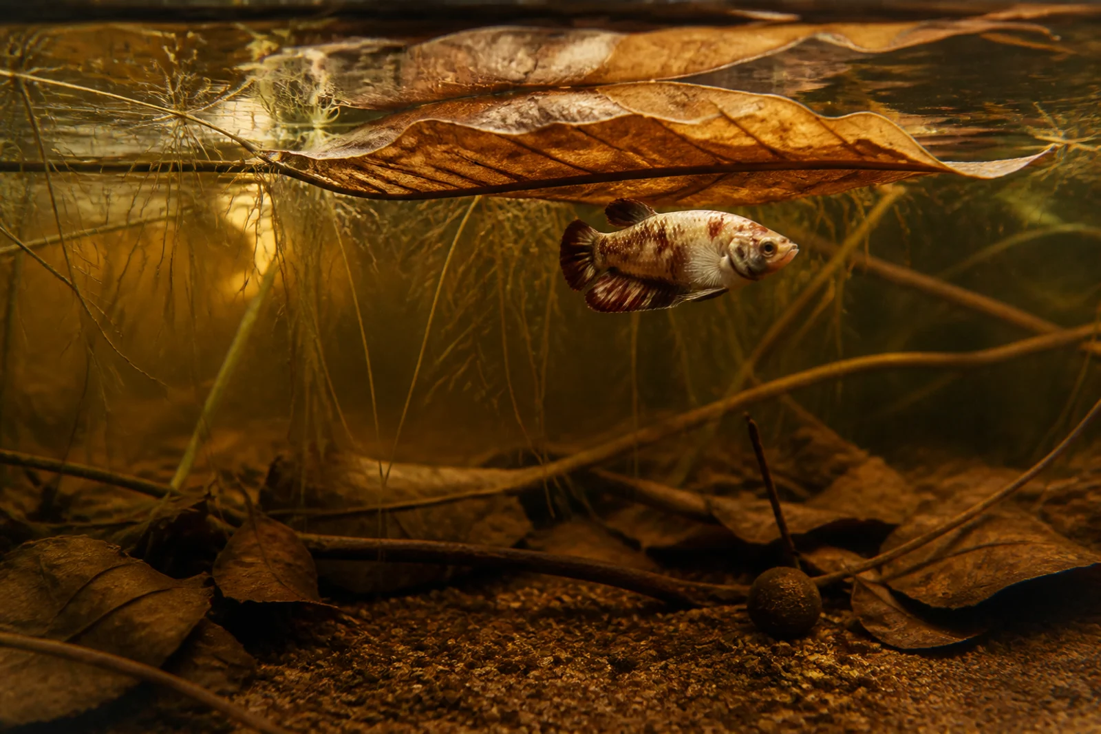 A mature cream-and-rust short-finned betta resting beneath a floating almond leaf in amber water