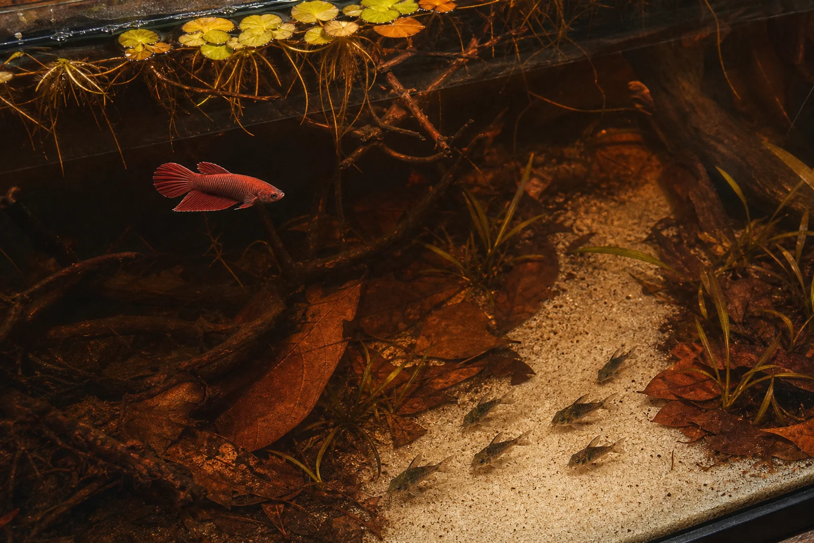 A copper-red betta beneath floating roots above six pygmy corydoras crossing an open sand channel