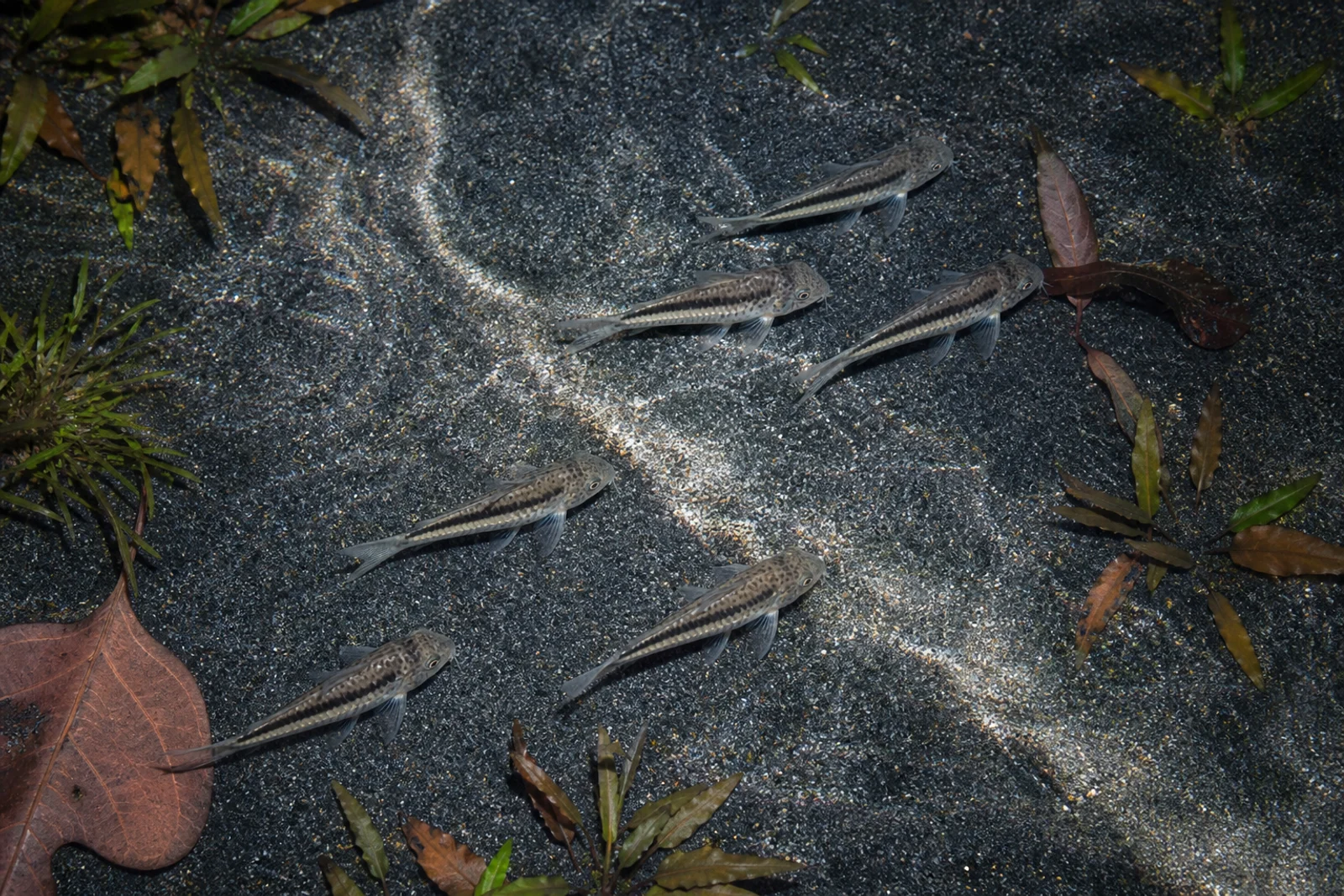 Six pygmy corydoras swimming diagonally together across dark sand, seen directly from above