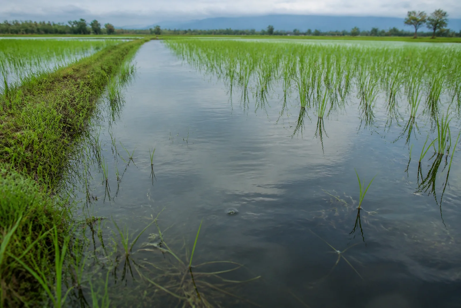 A wide shallow rice paddy stretching to the horizon under an overcast sky, with still water between green shoots
