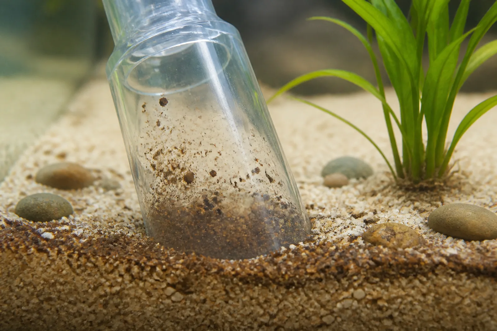 A siphon tip pushed into the top layer of aquarium substrate, lifting a cloud of debris