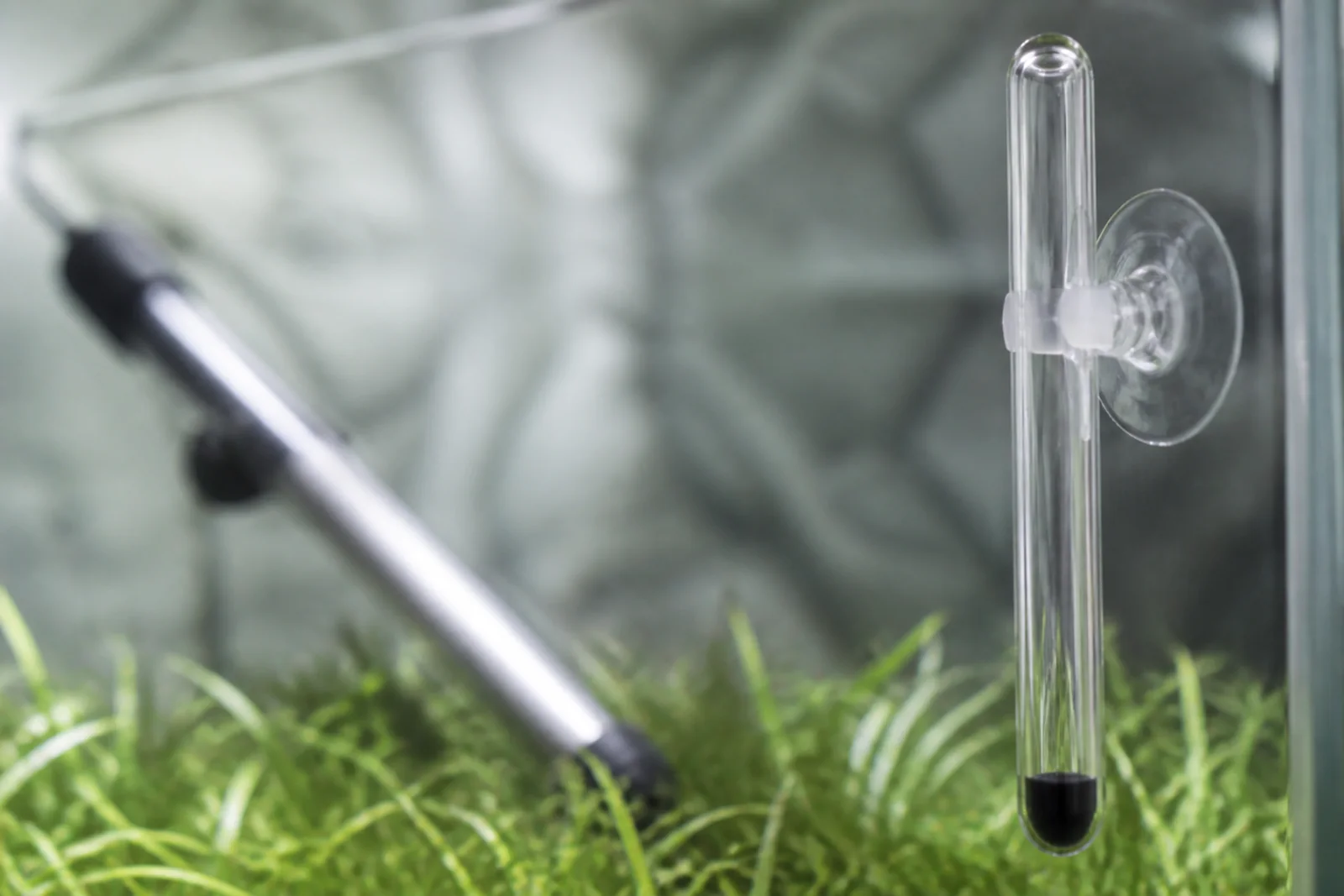 A glass aquarium thermometer attached inside a planted tank with a heater visible at the far end