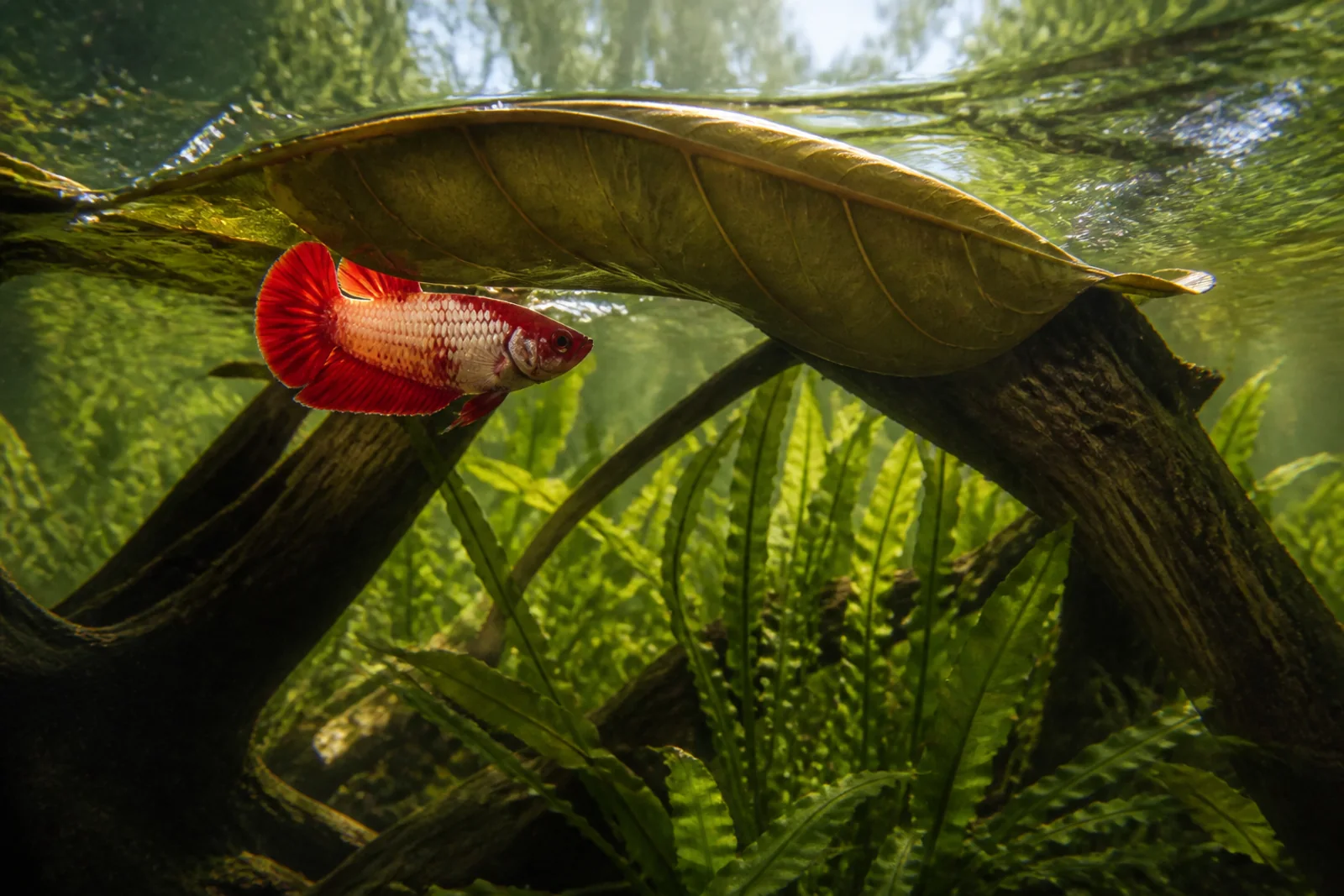 A betta investigating a leaf hammock near the surface of a densely planted aquarium with driftwood